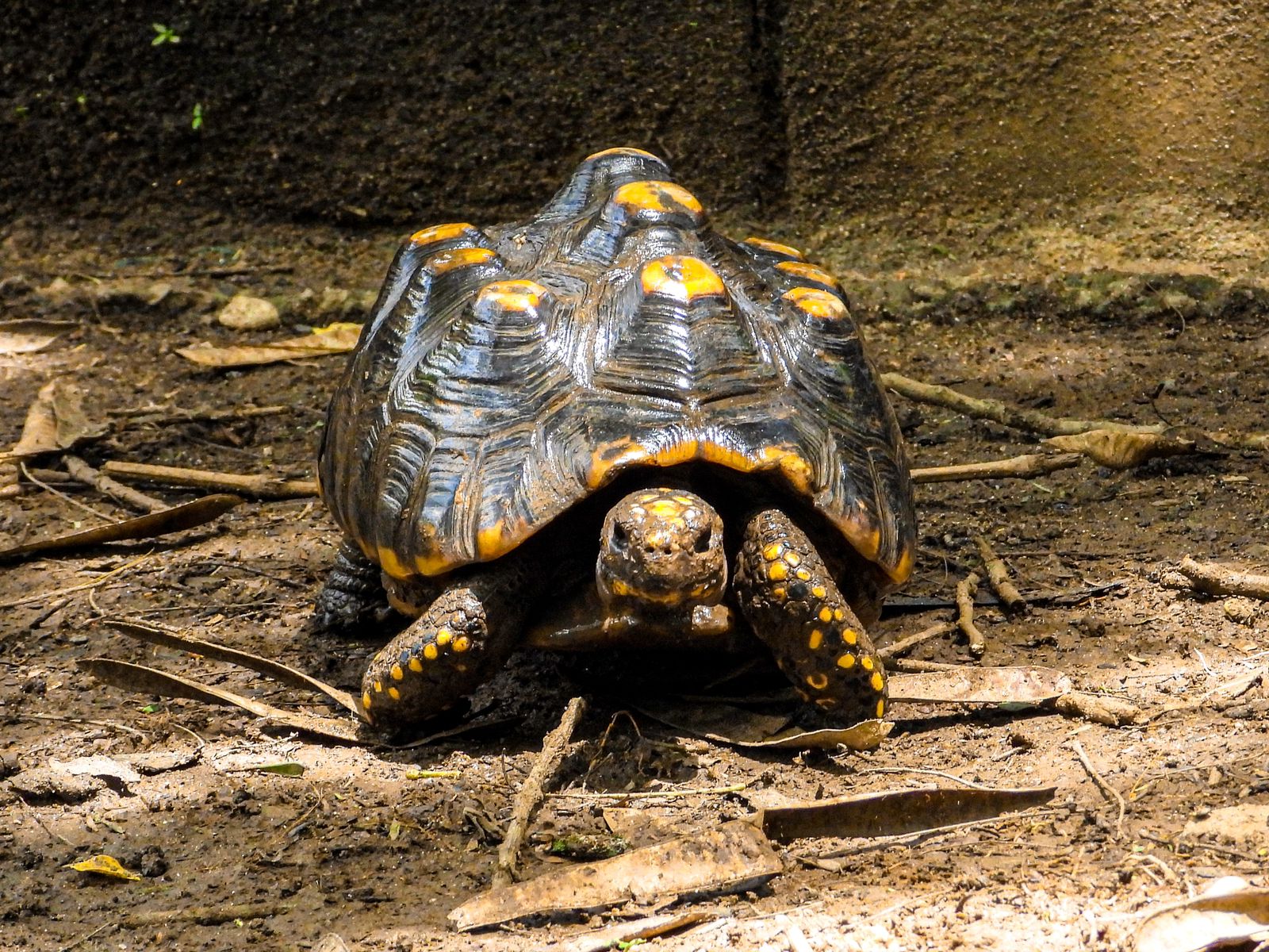 Centro de Fauna Silvestre atiende a 407 tortugas, el 57% rescatadas del tráfico ilegal