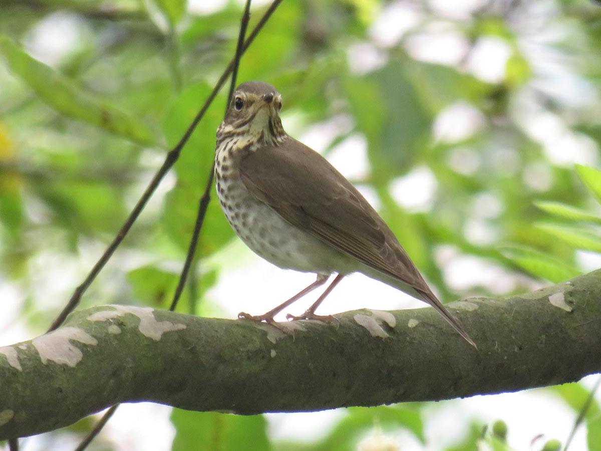 50 especies de aves migratorias cruzan el Valle de Aburrá cada año