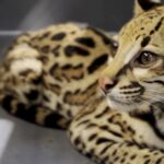 Rescatan un ocelote en cautiverio en Bello: capturan al responsable