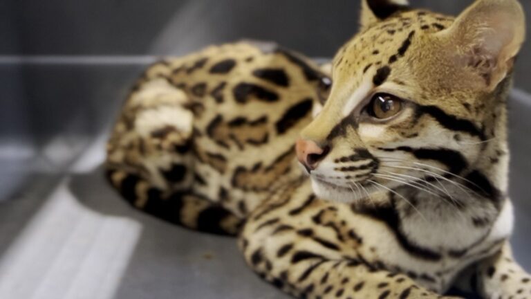 Rescatan un ocelote en cautiverio en Bello: capturan al responsable