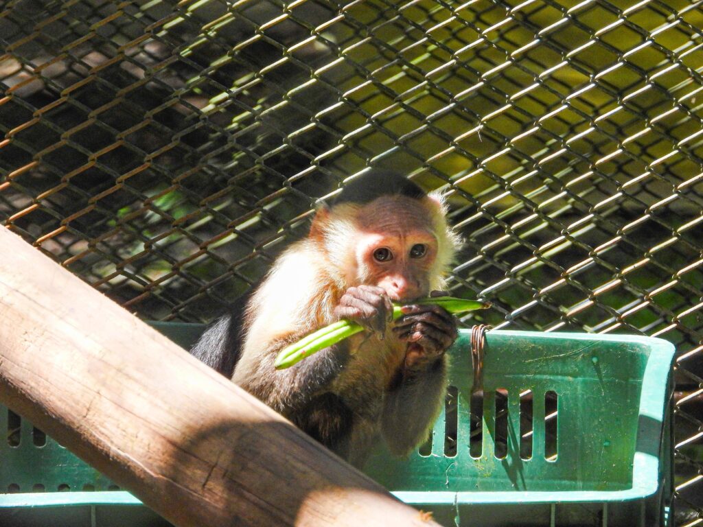 Más de 1.250 animales silvestres neonatos han sido salvados en 2025 por el equipo técnico del CAVR