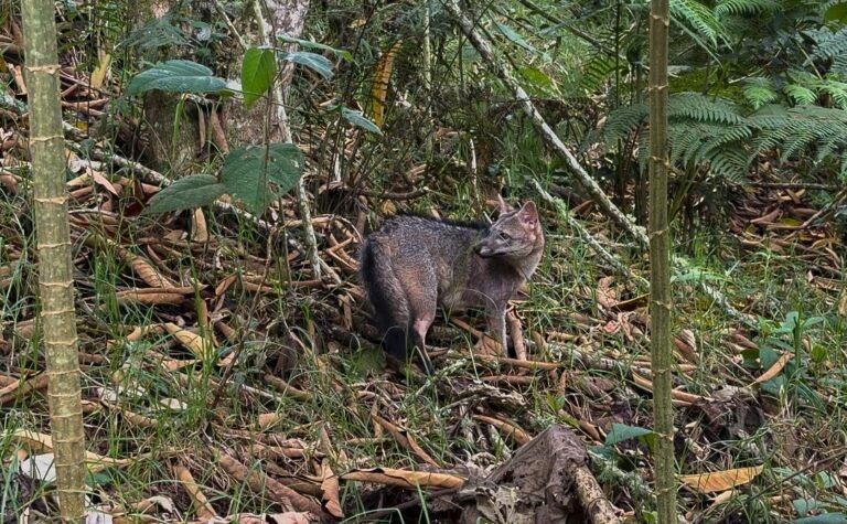 Área Metropolitana rehabilitó y liberó zorro perro atropellado en Barbosa