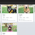 Con una nueva aplicación Medellín facilita que adoptes un perro o gato desde casa