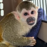 Mono ardilla rescatado en Medellín no podrá volver a la selva por graves secuelas del cautiverio