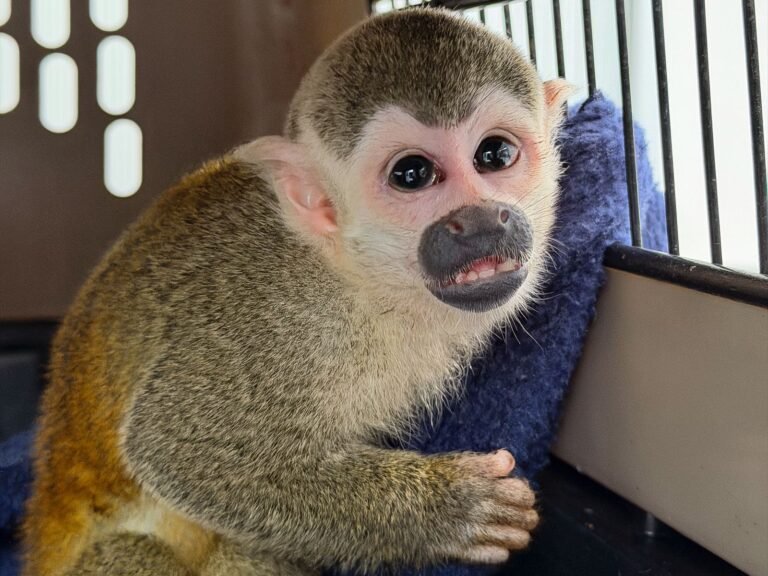 Mono ardilla rescatado en Medellín no podrá volver a la selva por graves secuelas del cautiverio