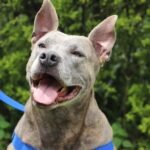 ¿Tiene un perro de manejo especial? Debe registrarlo para evitar multas