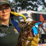 Incautan cangrejos azules vivos y un armadillo listos para vender en la Terminal de Cali