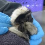 Muere tití cabeciblanco recién nacido rescatado del tráfico ilegal