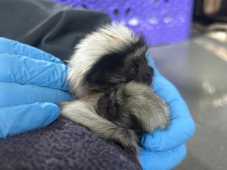 Muere tití cabeciblanco recién nacido rescatado del tráfico ilegal