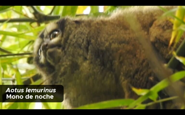 Cámaras trampa revelan más de 80 especies de fauna silvestre en Medellín, incluidos pumas y ocelotes