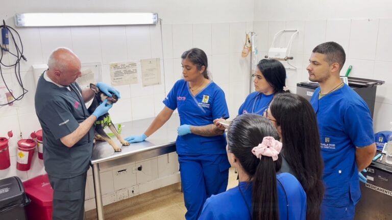 Medellín lanza curso gratuito para salvar la vida de perros y gatos en emergencias