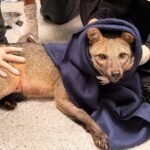 Rescatan Zorra en lactancia luego de ser atropellada en Girardota