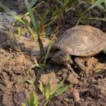 90 tortugas volvieron a la libertad tras ser rescatadas del tráfico ilegal