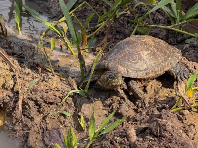 90 tortugas volvieron a la libertad tras ser rescatadas del tráfico ilegal