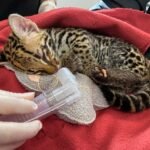 Ocelote rehabilitado volvió a la selva entre Dabeiba y Mutatá