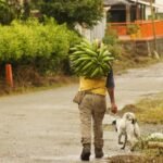 El miedo vuelve al campo: denuncian carnetización ilegal de campesinos por disidencias