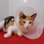 ¡Atención amantes de los animales! Medellín abre jornadas gratuitas de esterilización para más de 21.000 perros y gatos