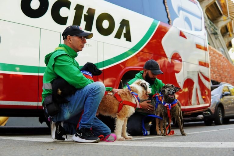 Más de 1.800 perros y gatos buscan hogar: Medellín realizará una gran Adoptatón Mundialista en el Día del Padre