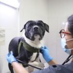 Cerca de 700 perros y gatos fueron esterilizados en menos de una semana en Medellín
