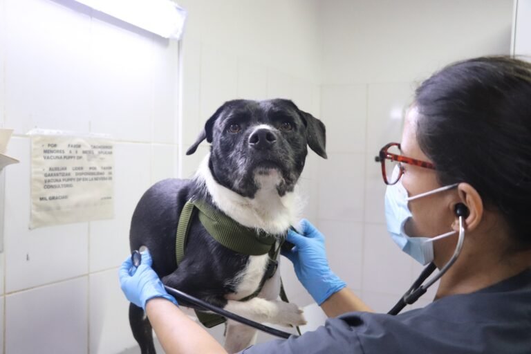 Cerca de 700 perros y gatos fueron esterilizados en menos de una semana en Medellín